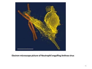 Electron microscope picture of Neutrophil engulfing Anthrax virus
41
 