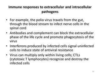 Immune responses to extracellular and intracellular
pathogens
• For example, the polio virus travels from the gut,
through the blood stream to infect nerve cells in the
spinal cord
• Antibodies and complement can block the extracellular
phase of the life cycle and promote phagocytosis of the
virus
• Interferons produced by infected cells signal uninfected
cells to induce state of antiviral resistance
• Virus can multiply only within living cells; CTLs
(cytotoxic T lymphocytes) recognize and destroy the
infected cells
44
 
