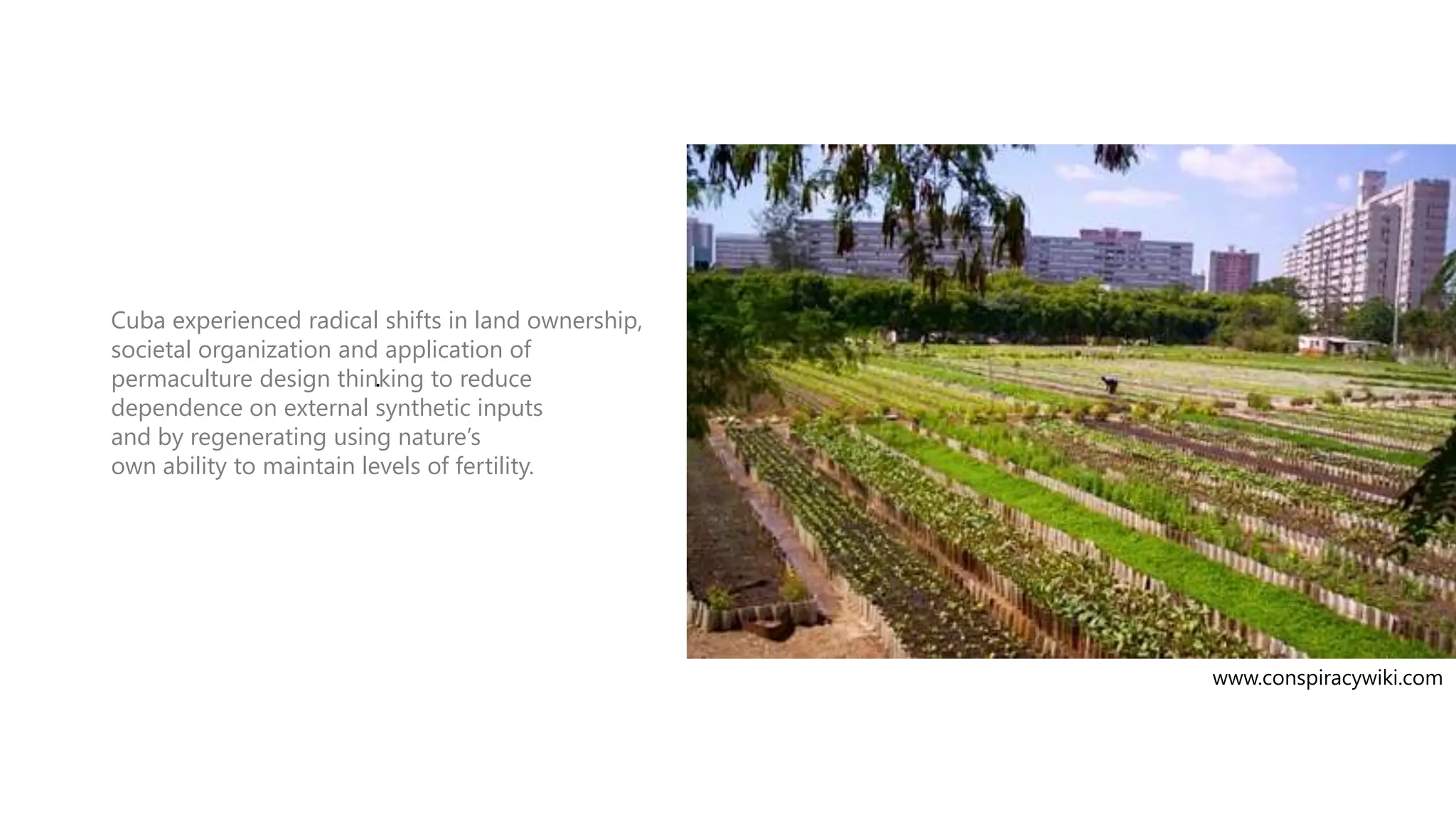 THE CREED OF PROGRESS”

Cuba experienced radical shifts in land ownership,
societal organization and application of
.
permaculture design thinking to reduce
dependence on external synthetic inputs
and by regenerating using nature‟s
own ability to maintain levels of fertility.

www.conspiracywiki.com

 