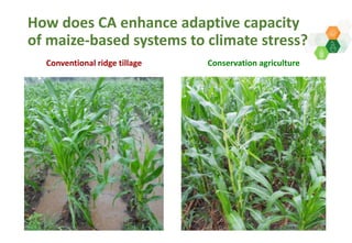 Adaptive capacity of maize-based conservation agriculture to climate stress in Malawi
