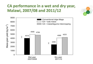 Adaptive capacity of maize-based conservation agriculture to climate stress in Malawi