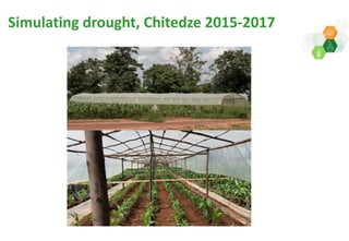 Adaptive capacity of maize-based conservation agriculture to climate stress in Malawi