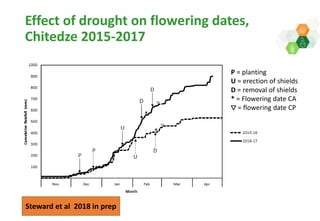 Adaptive capacity of maize-based conservation agriculture to climate stress in Malawi