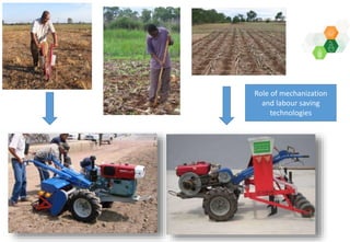 Adaptive capacity of maize-based conservation agriculture to climate stress in Malawi