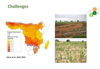 Adaptive capacity of maize-based conservation agriculture to climate stress in Malawi