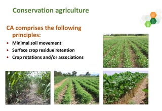 Adaptive capacity of maize-based conservation agriculture to climate stress in Malawi