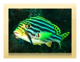 Adaptive colouration in fishes. Colour patterns, camouflaging, colour ...