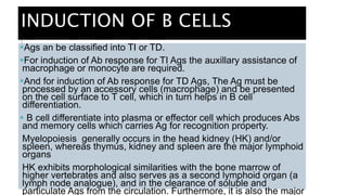 INDUCTION OF B CELLS
Ags an be classified into TI or TD.
For induction of Ab response for TI Ags the auxillary assistance of
macrophage or monocyte are required.
And for induction of Ab response for TD Ags, The Ag must be
processed by an accessory cells (macrophage) and be presented
on the cell surface to T cell, which in turn helps in B cell
differentiation.
 B cell differentiate into plasma or effector cell which produces Abs
and memory cells which carries Ag for recognition property.
Myelopoiesis generally occurs in the head kidney (HK) and/or
spleen, whereas thymus, kidney and spleen are the major lymphoid
organs
HK exhibits morphological similarities with the bone marrow of
higher vertebrates and also serves as a second lymphoid organ (a
lymph node analogue), and in the clearance of soluble and
particulate Ags from the circulation. Furthermore, it is also the major
 