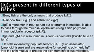 (Ig)s present in different types of
fishes
Bony fish are the only animals that produce IgT/Z.
Rainbow trout (IgT) and zebra fish (IgZ).
IgT, a monomer in trout serum but a tetramer in mucous, is able
to pass through the mucosal epithelium using a fish polymeric
immunoglobulin receptor (pIgR).
IgT and IgM are also found in Thunnus orientalis (Pacific blue fin
tuna)
 B cells extensively populate teleost SALT (skin associated
lymphoid tissue) and are responsible for secreting polymeric IgT
into the skin mucus to protect the skin from infectious microbes.
 