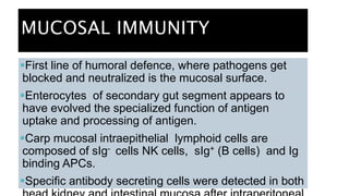 MUCOSAL IMMUNITY
First line of humoral defence, where pathogens get
blocked and neutralized is the mucosal surface.
Enterocytes of secondary gut segment appears to
have evolved the specialized function of antigen
uptake and processing of antigen.
Carp mucosal intraepithelial lymphoid cells are
composed of sIg- cells NK cells, sIg+ (B cells) and Ig
binding APCs.
Specific antibody secreting cells were detected in both
 