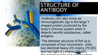 STRUCTURE OF
ANTIBODY
Antibody (Ab) also know as
Immunoglobulin (Ig) is the large Y
shaped protein produced by the
body’s immune system when it
detects harmful substances, called
antigens.
The tetramer structure of fish Ig is
composed of four monomeric units,
two identical heavy (H) chains (70 kD)
and two light (L) chains (25 kD).
 