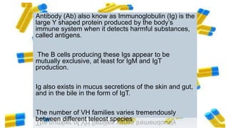 Antibody (Ab) also know as Immunoglobulin (Ig) is the
large Y shaped protein produced by the body’s
immune system when it detects harmful substances,
called antigens.
The B cells producing these Igs appear to be
mutually exclusive, at least for IgM and IgT
production.
Ig also exists in mucus secretions of the skin and gut,
and in the bile in the form of IgT.
The number of VH families varies tremendously
between different teleost species
 