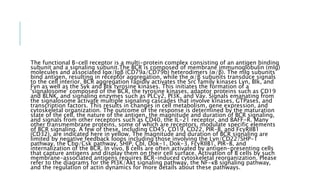 The functional B-cell receptor is a multi-protein complex consisting of an antigen binding
subunit and a signaling subunit.The BCR is composed of membrane immunoglobulin (mIg)
molecules and associated Igα/Igβ (CD79a/CD79b) heterodimers (α/β). The mIg subunits
bind antigen, resulting in receptor aggregation, while the α/β subunits transduce signals
to the cell interior. BCR aggregation rapidly activates the Src family kinases Lyn, Blk, and
Fyn as well as the Syk and Btk tyrosine kinases. This initiates the formation of a
'signalosome' composed of the BCR, the tyrosine kinases, adaptor proteins such as CD19
and BLNK, and signaling enzymes such as PLCγ2, PI3K, and Vav. Signals emanating from
the signalosome activate multiple signaling cascades that involve kinases, GTPases, and
transcription factors. This results in changes in cell metabolism, gene expression, and
cytoskeletal organization. The outcome of the response is determined by the maturation
state of the cell, the nature of the antigen, the magnitude and duration of BCR signaling,
and signals from other receptors such as CD40, the IL-21 receptor, and BAFF-R. Many
other transmembrane proteins, some of which are receptors, modulate specific elements
of BCR signaling. A few of these, including CD45, CD19, CD22, PIR-B, and FcγRIIB1
(CD32), are indicated here in yellow. The magnitude and duration of BCR signaling are
limited by negative feedback loops including those involving the Lyn/CD22/SHP-1
pathway, the Cbp/Csk pathway, SHIP, Cbl, Dok-1, Dok-3, FcγRIIB1, PIR-B, and
internalization of the BCR. In vivo, B cells are often activated by antigen-presenting cells
that capture antigens and display them on their cell surface. Activation of B cells by such
membrane-associated antigens requires BCR-induced cytoskeletal reorganization. Please
refer to the diagrams for the PI3K/Akt signaling pathway, the NF-κB signaling pathway,
and the regulation of actin dynamics for more details about these pathways.
 