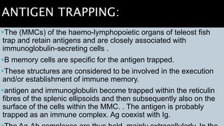 ANTIGEN TRAPPING:
The (MMCs) of the haemo-lymphopoietic organs of teleost fish
trap and retain antigens and are closely associated with
immunoglobulin-secreting cells .
B memory cells are specific for the antigen trapped.
These structures are considered to be involved in the execution
and/or establishment of immune memory.
antigen and immunoglobulin become trapped within the reticulin
fibres of the splenic ellipsoids and then subsequently also on the
surface of the cells within the MMC. . The antigen is probably
trapped as an immune complex. Ag coexist with Ig.
 