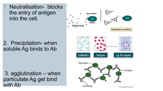 1. Neutralisation- blocks
the entry of antigen
into the cell.
2. Precipitation- when
soluble Ag binds to Ab
3. agglutination – when
particulate Ag get bind
with Ab
 