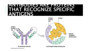 ANTIBODIES ARE PROTEINS
THAT RECOGNIZE SPECIFIC
ANTIGENS
 