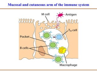 Adaptive Immune Response to Viral Infections | PPTX
