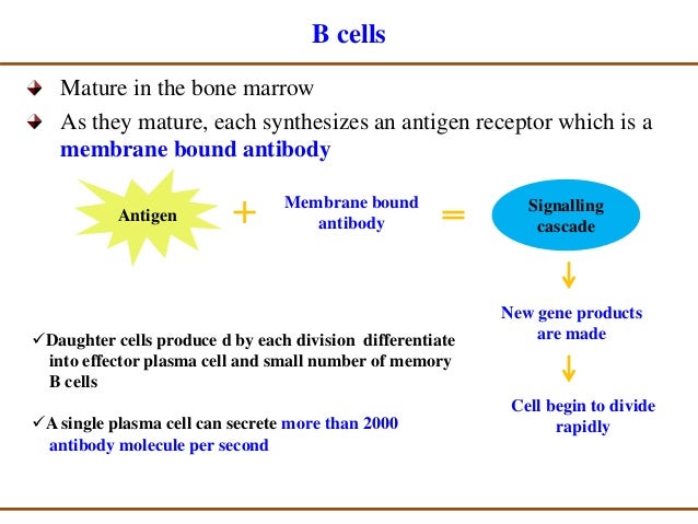 immune response to viral infection pdf
