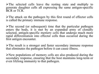 The selected cells leave the resting state and multiply to
generate daughter cells all expressing the same antigen-specific
BCR or TCR.
The attack on the pathogen by this first round of effector cells
is called the primary immune response.
The second (or subsequent) time that the particular pathogen
enters the body, it is met by an expanded army of clonally
selected, antigen-specific memory cells that undergo much more
rapid differentiation into effector cells than occurred during the
first antigen encounter.
The result is a stronger and faster secondary immune response
that eliminates the pathogen before it can cause illness.
New populations of memory cells are also produced during the
secondary response, ensuring that the host maintains long-term or
even lifelong immunity to that pathogen.
 