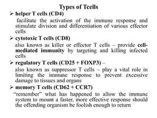 Types of Tcells
 helper T cells (CD4)
facilitate the activation of the immune response and
stimulate division and differentiation of various effector
cells
 cytotoxic T cells (CD8)
also known as killer or effector T cells – provide cell-
mediated immunity by targeting and killing infected
cells
 regulatory T cells (CD25 + FOXP3) –
also known as suppressor T cells – play a vital role in
limiting the immune response to prevent excessive
damage to tissues and organs
 memory T cells (CD62 + CCR7)
“remember” what has happened to allow the immune
system to mount a faster, more effective response should
the offending organism be foolish enough to return
 