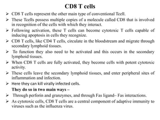 CD8 T cells
 CD8 T cells represent the other main type of conventional Tcell.
 These Tcells possess multiple copies of a molecule called CD8 that is involved
in recognition of the cells with which they interact.
 Following activation, these T cells can become cytotoxic T cells capable of
inducing apoptosis in cells they recognize.
 CD8 T cells, like CD4 T cells, circulate in the bloodstream and migrate through
secondary lymphoid tissues.
 To function they also need to be activated and this occurs in the secondary
lymphoid tissues.
 When CD8 T cells are fully activated, they become cells with potent cytotoxic
activity.
 These cells leave the secondary lymphoid tissues, and enter peripheral sites of
inflammation and infection.
 Here they can kill virally infected cells.
They do so in two main ways –
 Through perforin and granzymes, and through Fas ligand– Fas interactions.
 As cytotoxic cells, CD8 T cells are a central component of adaptive immunity to
viruses such as the influenza virus.
 