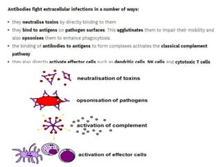 Adaptive Immune Response.pptx