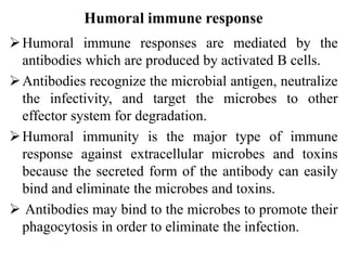 Humoral immune response
Humoral immune responses are mediated by the
antibodies which are produced by activated B cells.
Antibodies recognize the microbial antigen, neutralize
the infectivity, and target the microbes to other
effector system for degradation.
Humoral immunity is the major type of immune
response against extracellular microbes and toxins
because the secreted form of the antibody can easily
bind and eliminate the microbes and toxins.
 Antibodies may bind to the microbes to promote their
phagocytosis in order to eliminate the infection.
 