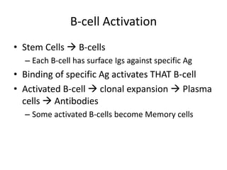 B-cell Activation
• Stem Cells  B-cells
– Each B-cell has surface Igs against specific Ag
• Binding of specific Ag activates THAT B-cell
• Activated B-cell  clonal expansion  Plasma
cells  Antibodies
– Some activated B-cells become Memory cells
 