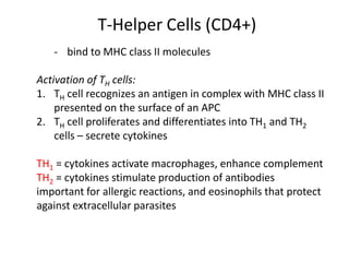 T-Helper Cells (CD4+)
- bind to MHC class II molecules
Activation of TH cells:
1. TH cell recognizes an antigen in complex with MHC class II
presented on the surface of an APC
2. TH cell proliferates and differentiates into TH1 and TH2
cells – secrete cytokines
TH1 = cytokines activate macrophages, enhance complement
TH2 = cytokines stimulate production of antibodies
important for allergic reactions, and eosinophils that protect
against extracellular parasites
 
