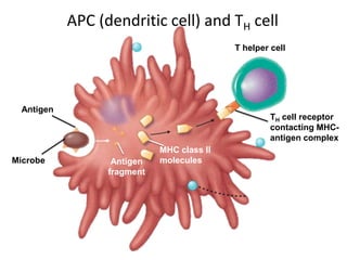 APC (dendritic cell) and TH cell
Antigen
fragment
Antigen
MHC class II
moleculesMicrobe
T helper cell
TH cell receptor
contacting MHC-
antigen complex
 