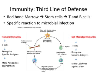 Immunity: Third Line of Defense
• Red bone Marrow  Stem cells  T and B cells
• Specific reaction to microbial infection
Humoral Immunity Cell Mediated Immunity
B-cells
Recognize
Specific Antigens
Make Antibodies
against them
T-cells
Recognize
Specific Antigens
Make Cytokines
against them
 
