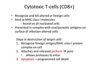 Cytotoxic T-cells (CD8+)
• Recognize and kill altered or foreign cells
• bind to MHC class I molecules
- found on all nucleated cells
• Presented in complex with viral/parasitic antigens on
surface of infection-altered cells
Steps in destruction of target cells:
1. Recognize foreign antigen/MHC class I protein
complex on cell
2. Attaches and released perforin  pore
• Allows proteases to enter
3. Apoptosis = programmed cell death
 