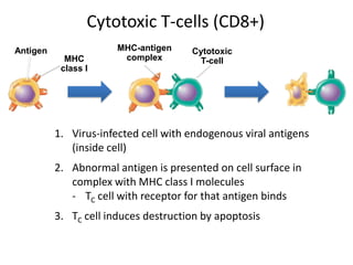 Cytotoxic T-cells (CD8+)
1. Virus-infected cell with endogenous viral antigens
(inside cell)
2. Abnormal antigen is presented on cell surface in
complex with MHC class I molecules
- TC cell with receptor for that antigen binds
3. TC cell induces destruction by apoptosis
Antigen
MHC
class I
MHC-antigen
complex
Cytotoxic
T-cell
 