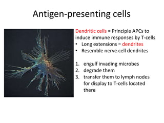 Antigen-presenting cells
Dendritic cells = Principle APCs to
induce immune responses by T-cells
• Long extensions = dendrites
• Resemble nerve cell dendrites
1. engulf invading microbes
2. degrade them
3. transfer them to lymph nodes
for display to T-cells located
there
 