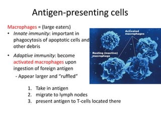 Macrophages = (large eaters)
• Innate immunity: important in
phagocytosis of apoptotic cells and
other debris
• Adaptive immunity: become
activated macrophages upon
ingestion of foreign antigen
- Appear larger and “ruffled”
1. Take in antigen
2. migrate to lymph nodes
3. present antigen to T-cells located there
Antigen-presenting cells
 