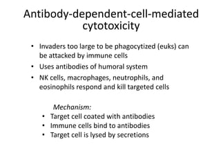Antibody-dependent-cell-mediated
cytotoxicity
• Invaders too large to be phagocytized (euks) can
be attacked by immune cells
• Uses antibodies of humoral system
• NK cells, macrophages, neutrophils, and
eosinophils respond and kill targeted cells
Mechanism:
• Target cell coated with antibodies
• Immune cells bind to antibodies
• Target cell is lysed by secretions
 