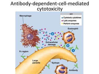 Antibody-dependent-cell-mediated
cytotoxicity
 