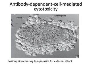 Antibody-dependent-cell-mediated
cytotoxicity
Eosinophils adhering to a parasite for external attack
 