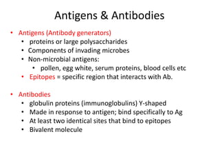 Antigens & Antibodies
• Antigens (Antibody generators)
• proteins or large polysaccharides
• Components of invading microbes
• Non-microbial antigens:
• pollen, egg white, serum proteins, blood cells etc
• Epitopes = specific region that interacts with Ab.
• Antibodies
• globulin proteins (immunoglobulins) Y-shaped
• Made in response to antigen; bind specifically to Ag
• At least two identical sites that bind to epitopes
• Bivalent molecule
 