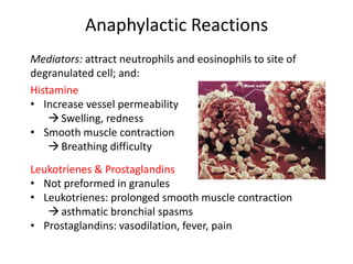 Anaphylactic Reactions
Mediators: attract neutrophils and eosinophils to site of
degranulated cell; and:
Histamine
• Increase vessel permeability
Swelling, redness
• Smooth muscle contraction
Breathing difficulty
Leukotrienes & Prostaglandins
• Not preformed in granules
• Leukotrienes: prolonged smooth muscle contraction
asthmatic bronchial spasms
• Prostaglandins: vasodilation, fever, pain
 