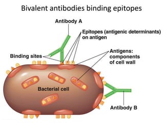 Bivalent antibodies binding epitopes
 