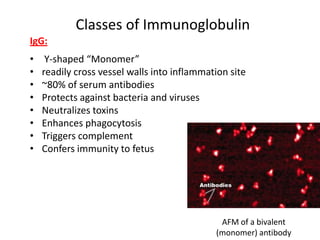 Classes of Immunoglobulin
IgG:
• Y-shaped “Monomer”
• readily cross vessel walls into inflammation site
• ~80% of serum antibodies
• Protects against bacteria and viruses
• Neutralizes toxins
• Enhances phagocytosis
• Triggers complement
• Confers immunity to fetus
AFM of a bivalent
(monomer) antibody
 