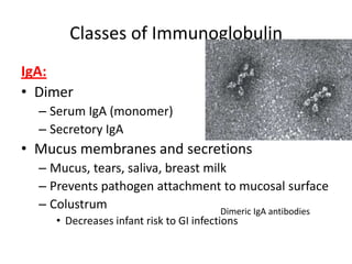 Classes of Immunoglobulin
IgA:
• Dimer
– Serum IgA (monomer)
– Secretory IgA
• Mucus membranes and secretions
– Mucus, tears, saliva, breast milk
– Prevents pathogen attachment to mucosal surface
– Colustrum
• Decreases infant risk to GI infections
Dimeric IgA antibodies
 