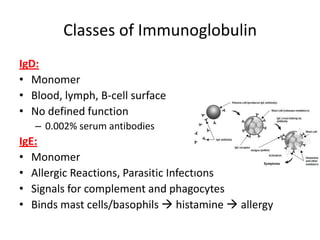 Classes of Immunoglobulin
IgD:
• Monomer
• Blood, lymph, B-cell surface
• No defined function
– 0.002% serum antibodies
IgE:
• Monomer
• Allergic Reactions, Parasitic Infections
• Signals for complement and phagocytes
• Binds mast cells/basophils  histamine  allergy
 