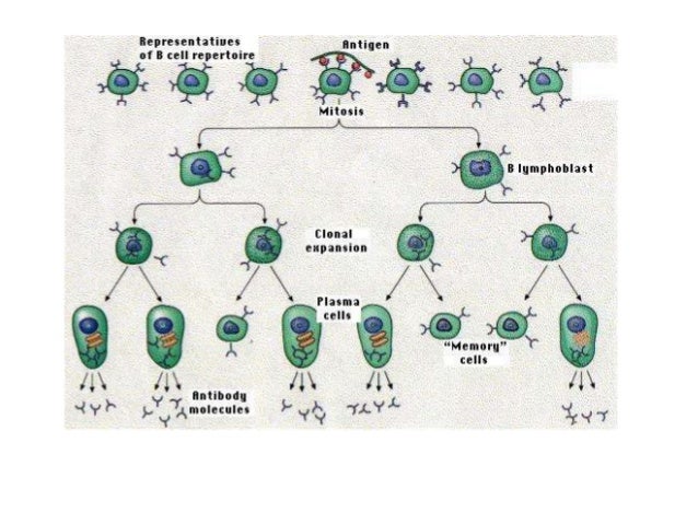 11 - Adaptive Immunity