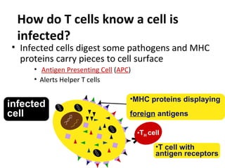 Adaptive immunity | PPT