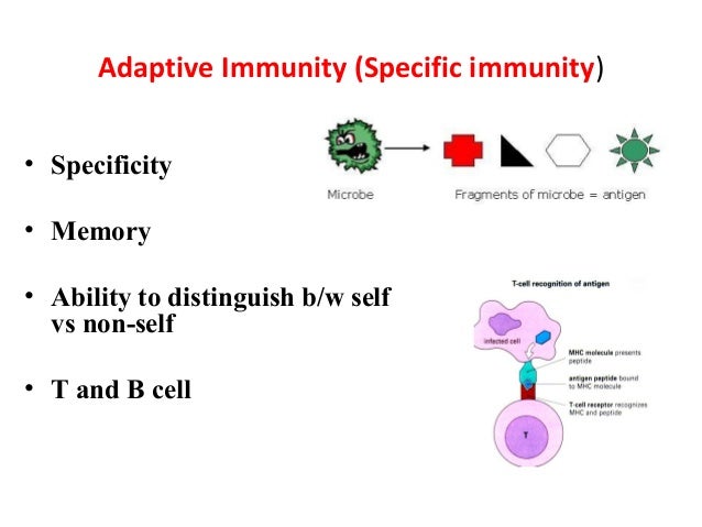 types of immunity