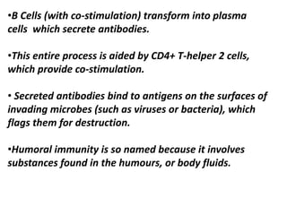 •B Cells (with co-stimulation) transform into plasma
cells which secrete antibodies.
•This entire process is aided by CD4+ T-helper 2 cells,
which provide co-stimulation.
• Secreted antibodies bind to antigens on the surfaces of
invading microbes (such as viruses or bacteria), which
flags them for destruction.
•Humoral immunity is so named because it involves
substances found in the humours, or body fluids.
 