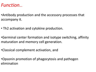 Function…
•Antibody production and the accessory processes that
accompany it.
• Th2 activation and cytokine production.
•Germinal center formation and isotype switching, affinity
maturation and memory cell generation.
•Classical complement activation, and
•Opsonin promotion of phagocytosis and pathogen
elimination
 