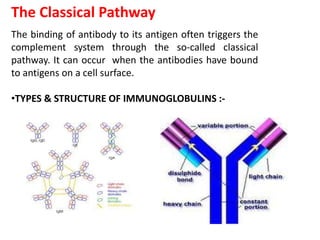 The Classical Pathway
The binding of antibody to its antigen often triggers the
complement system through the so-called classical
pathway. It can occur when the antibodies have bound
to antigens on a cell surface.
•TYPES & STRUCTURE OF IMMUNOGLOBULINS :-
 